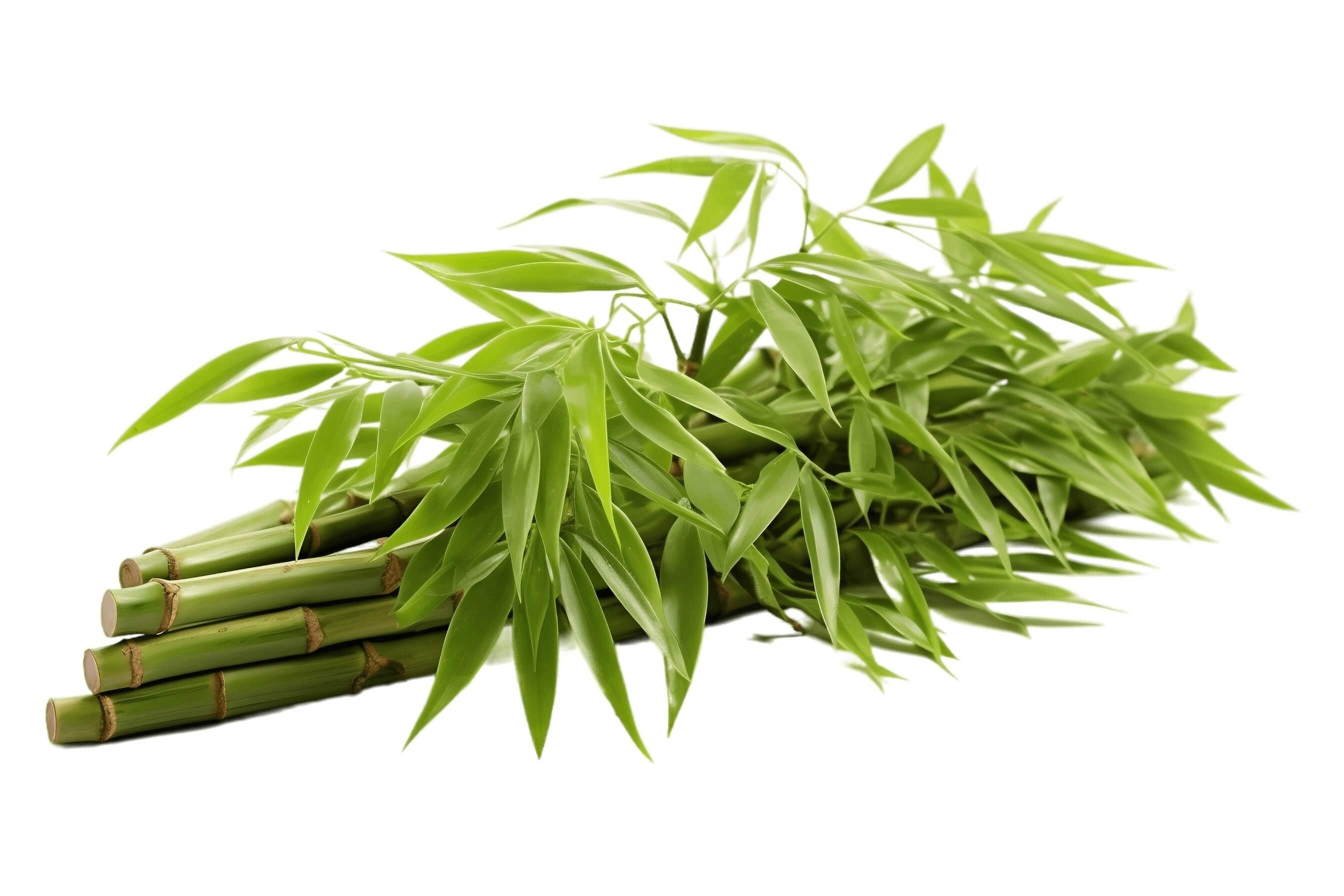 Bamboo Branches Image