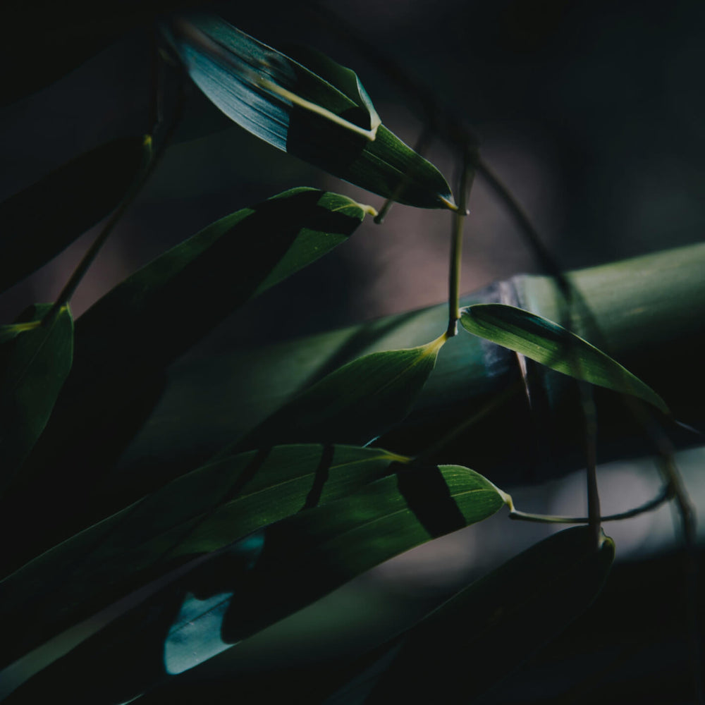 Sustainability Image Banner